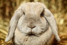 Lop-Earred Rabbit-AberratioN-Framed Premier Image Canvas