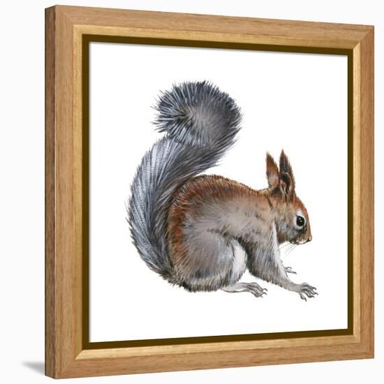 Abert's Squirrel (Sciurus Aberti), Mammals-Encyclopaedia Britannica-Framed Stretched Canvas