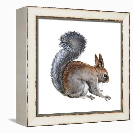 Abert's Squirrel (Sciurus Aberti), Mammals-Encyclopaedia Britannica-Framed Stretched Canvas