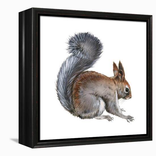 Abert's Squirrel (Sciurus Aberti), Mammals-Encyclopaedia Britannica-Framed Stretched Canvas