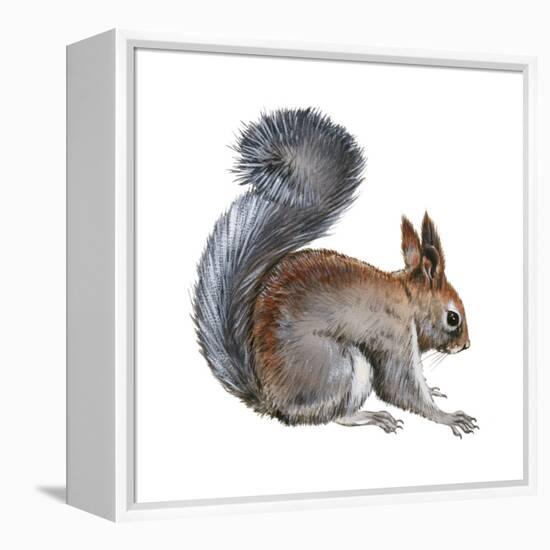 Abert's Squirrel (Sciurus Aberti), Mammals-Encyclopaedia Britannica-Framed Stretched Canvas