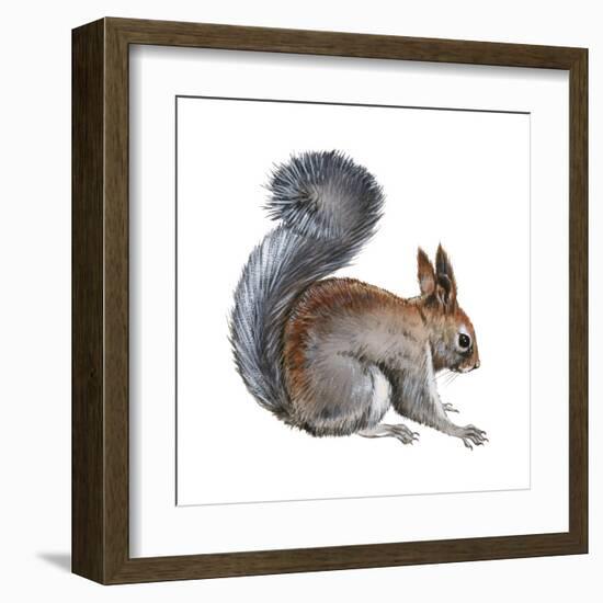 Abert's Squirrel (Sciurus Aberti), Mammals-Encyclopaedia Britannica-Framed Art Print