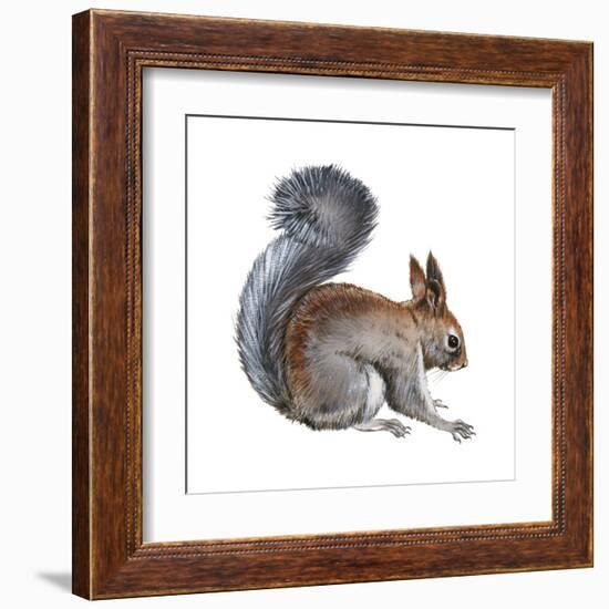 Abert's Squirrel (Sciurus Aberti), Mammals-Encyclopaedia Britannica-Framed Art Print