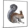 Abert's Squirrel (Sciurus Aberti), Mammals-Encyclopaedia Britannica-Mounted Art Print