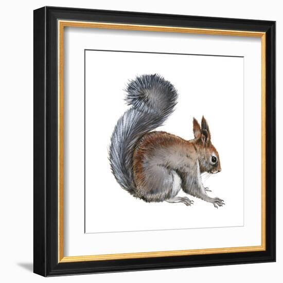 Abert's Squirrel (Sciurus Aberti), Mammals-Encyclopaedia Britannica-Framed Art Print