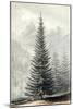 Abies Douglassii-null-Mounted Art Print