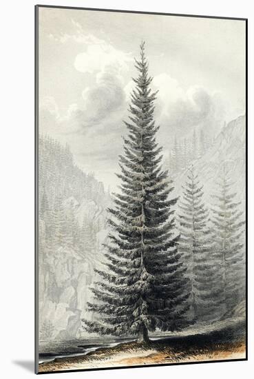 Abies Douglassii-null-Mounted Art Print