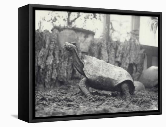 Abingdon/Pinta Island Giant Tortoise at London Zoo, March 1914-Frederick William Bond-Framed Premier Image Canvas