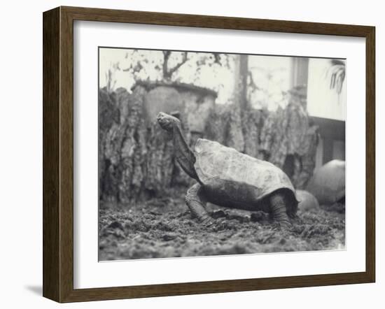 Abingdon/Pinta Island Giant Tortoise at London Zoo, March 1914-Frederick William Bond-Framed Photographic Print