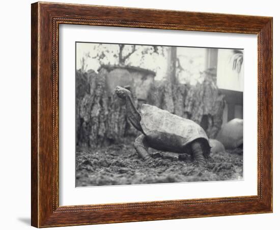 Abingdon/Pinta Island Giant Tortoise at London Zoo, March 1914-Frederick William Bond-Framed Photographic Print