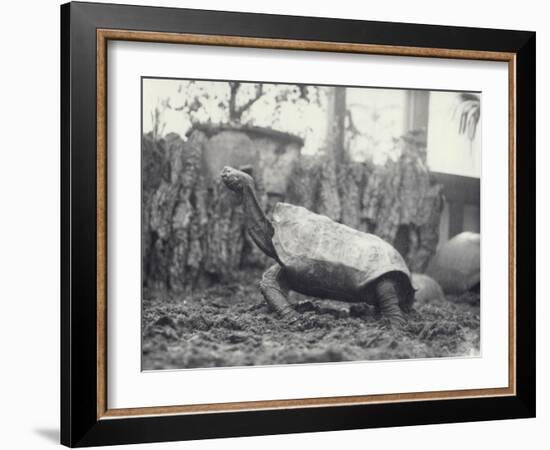 Abingdon/Pinta Island Giant Tortoise at London Zoo, March 1914-Frederick William Bond-Framed Photographic Print