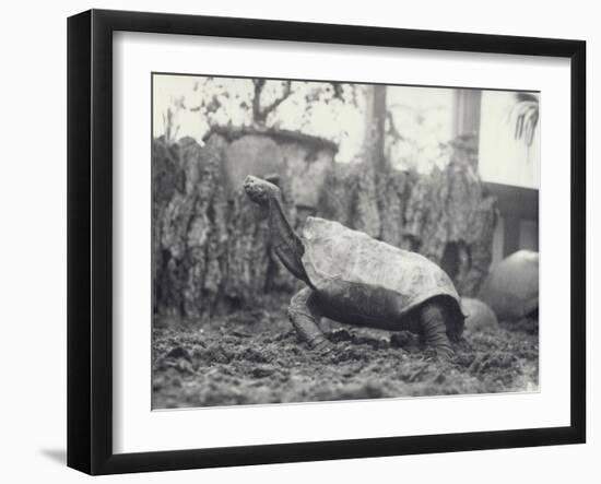 Abingdon/Pinta Island Giant Tortoise at London Zoo, March 1914-Frederick William Bond-Framed Photographic Print