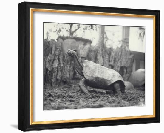 Abingdon/Pinta Island Giant Tortoise at London Zoo, March 1914-Frederick William Bond-Framed Photographic Print