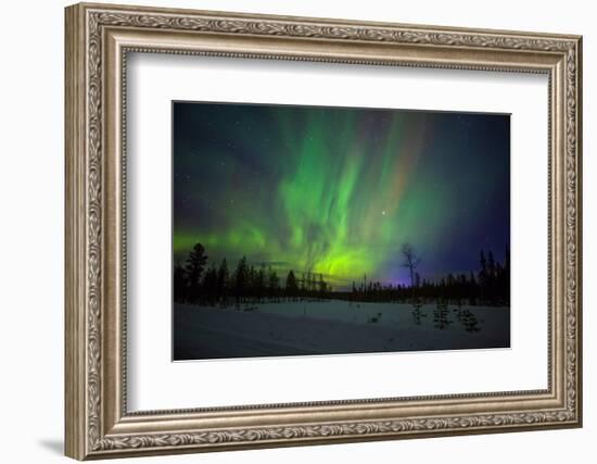 Abisko, Sweden. Chasing the Northern Lights (Aurora Borealis) in Swedish Lapland.-Micah Wright-Framed Photographic Print