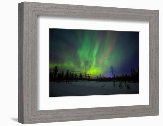 Abisko, Sweden. Chasing the Northern Lights (Aurora Borealis) in Swedish Lapland.-Micah Wright-Framed Photographic Print