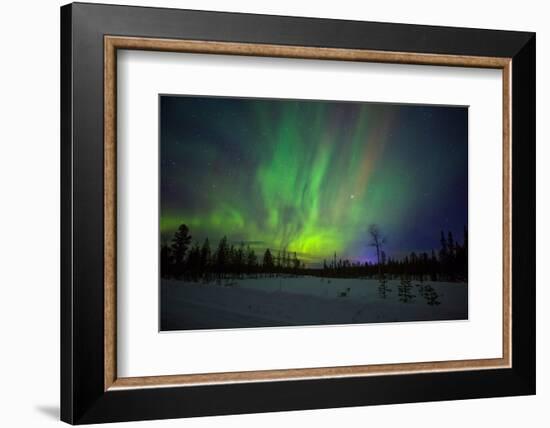 Abisko, Sweden. Chasing the Northern Lights (Aurora Borealis) in Swedish Lapland.-Micah Wright-Framed Photographic Print