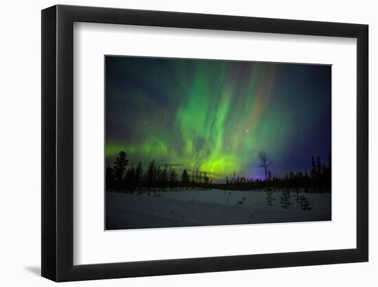 Abisko, Sweden. Chasing the Northern Lights (Aurora Borealis) in Swedish Lapland.-Micah Wright-Framed Photographic Print