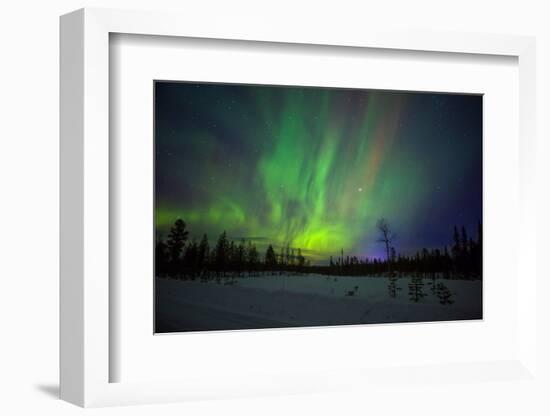 Abisko, Sweden. Chasing the Northern Lights (Aurora Borealis) in Swedish Lapland.-Micah Wright-Framed Photographic Print