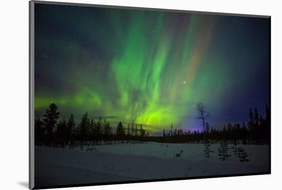 Abisko, Sweden. Chasing the Northern Lights (Aurora Borealis) in Swedish Lapland.-Micah Wright-Mounted Photographic Print