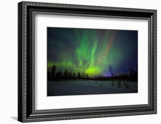 Abisko, Sweden. Chasing the Northern Lights (Aurora Borealis) in Swedish Lapland.-Micah Wright-Framed Photographic Print