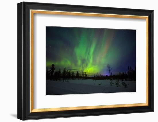 Abisko, Sweden. Chasing the Northern Lights (Aurora Borealis) in Swedish Lapland.-Micah Wright-Framed Photographic Print