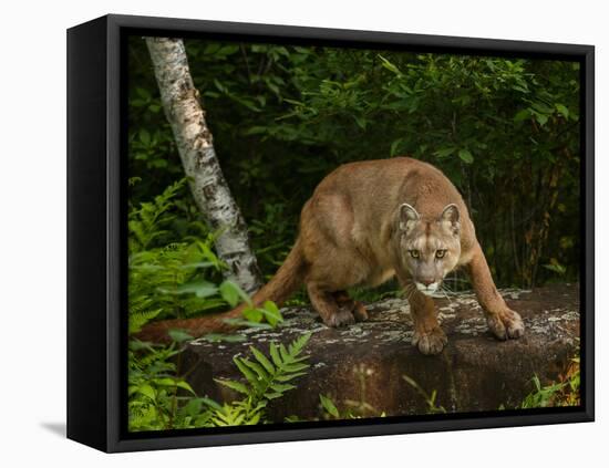 About to Pounce-Galloimages Online-Framed Premier Image Canvas