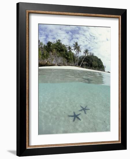 Above and Below View of Mangroves-Stuart Westmorland-Framed Photographic Print