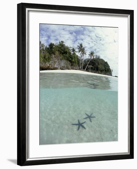 Above and Below View of Mangroves-Stuart Westmorland-Framed Photographic Print