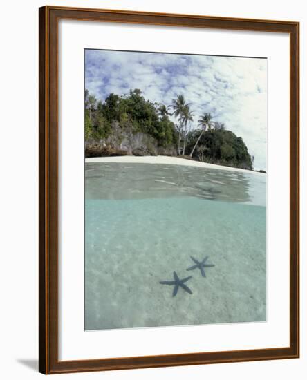 Above and Below View of Mangroves-Stuart Westmorland-Framed Photographic Print