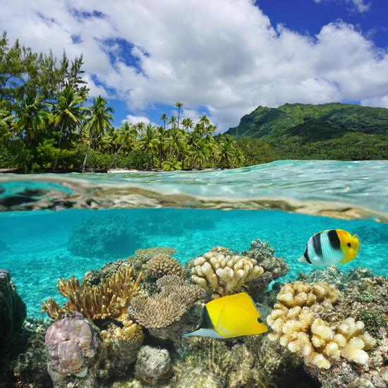 Above And Below Water Surface Lush Shore With Coral And Tropical Fish French Polynesia Photographic Print Seaphotoart Art Com