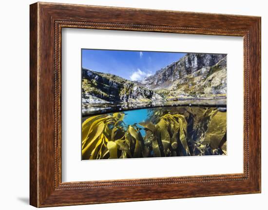 Above and Below Water View of Kelp in Hercules Bay, South Georgia, Polar Regions-Michael Nolan-Framed Photographic Print