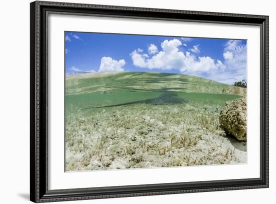 Above and Underwater Photograph, a Large Stingray in Shallow Waters Near Staniel Cay, Bahamas-James White-Framed Photographic Print