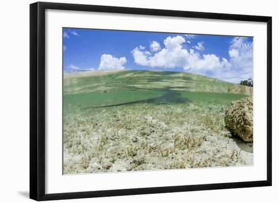Above and Underwater Photograph, a Large Stingray in Shallow Waters Near Staniel Cay, Bahamas-James White-Framed Photographic Print