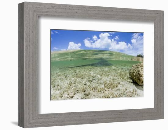 Above and Underwater Photograph, a Large Stingray in Shallow Waters Near Staniel Cay, Bahamas-James White-Framed Photographic Print