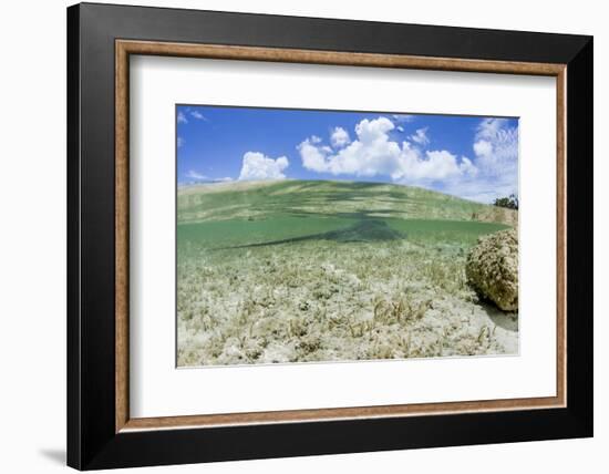 Above and Underwater Photograph, a Large Stingray in Shallow Waters Near Staniel Cay, Bahamas-James White-Framed Photographic Print