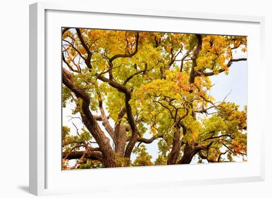 Above Colors-Philippe Sainte-Laudy-Framed Photographic Print