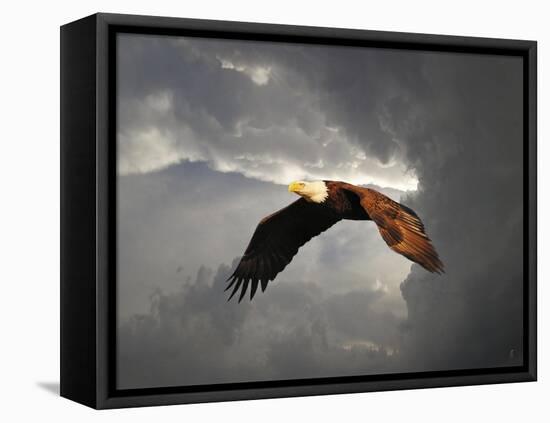 Above the Storm Bald Eagle-Jai Johnson-Framed Premier Image Canvas