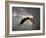 Above the Storm Bald Eagle-Jai Johnson-Framed Giclee Print