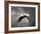 Above the Storm Bald Eagle-Jai Johnson-Framed Giclee Print