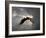 Above the Storm Bald Eagle-Jai Johnson-Framed Giclee Print