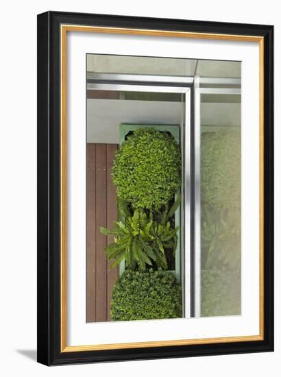 Above View of Box Shrubs in Green Metal Planters in Corner of Garden, Chelsea, UK-Pedro Silmon-Framed Photo