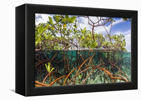 Above Water and Below Water View of Mangrove with Juvenile Snapper and Jack-James White-Framed Premier Image Canvas