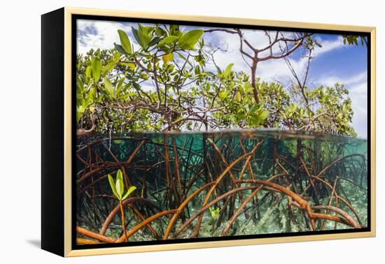 Above Water and Below Water View of Mangrove with Juvenile Snapper and Jack-James White-Framed Premier Image Canvas