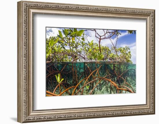 Above Water and Below Water View of Mangrove with Juvenile Snapper and Jack-James White-Framed Photographic Print