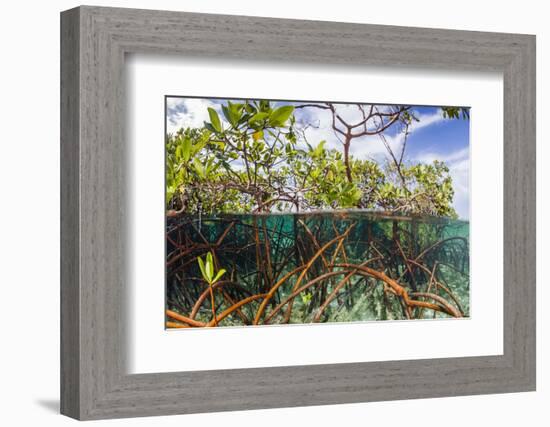 Above Water and Below Water View of Mangrove with Juvenile Snapper and Jack-James White-Framed Photographic Print