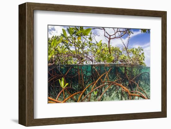 Above Water and Below Water View of Mangrove with Juvenile Snapper and Jack-James White-Framed Photographic Print