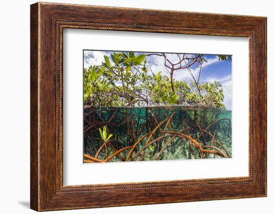 Above Water and Below Water View of Mangrove with Juvenile Snapper and Jack-James White-Framed Photographic Print