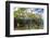 Above Water and Below Water View of Mangrove with Juvenile Snapper and Jack-James White-Framed Photographic Print