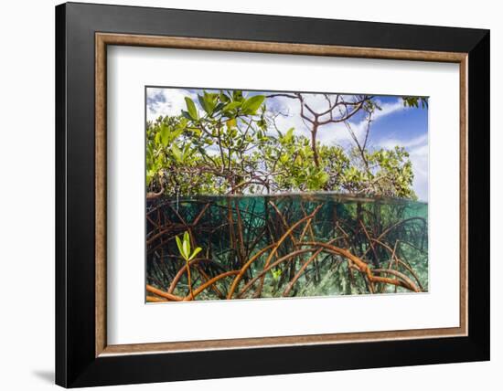 Above Water and Below Water View of Mangrove with Juvenile Snapper and Jack-James White-Framed Photographic Print