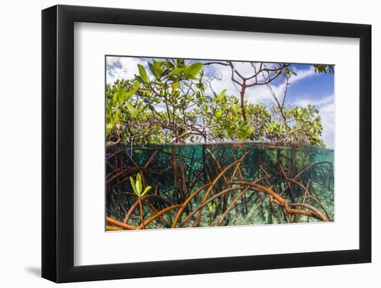 Above Water and Below Water View of Mangrove with Juvenile Snapper and Jack-James White-Framed Photographic Print